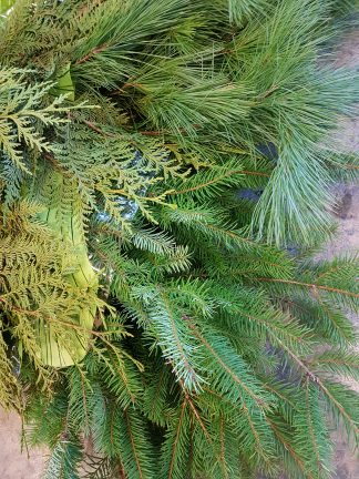 Evergreen Boughs (XM17-04)