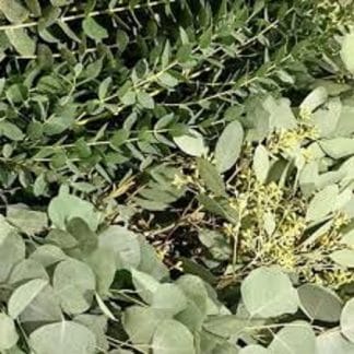 Eucalyptus Bundles (CF20-20)