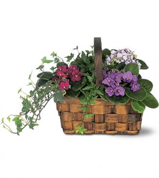 Mixed African Violet Basket (TF128-2)