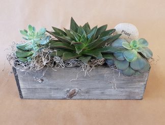 Succulent Garden (SW20-03)