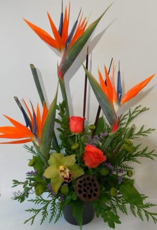 Tropical Paradise (FA20-25)