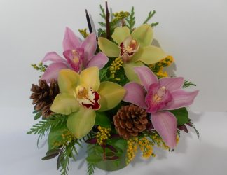 Alpine Orchid Aura (FA20-26)