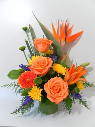 Bold Bird Blaze (FA20-28B)