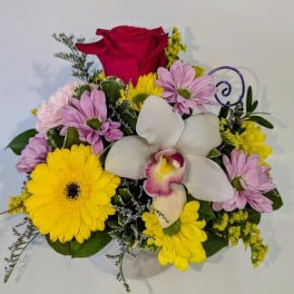 Cheery Orchid Treat (FA25-06)